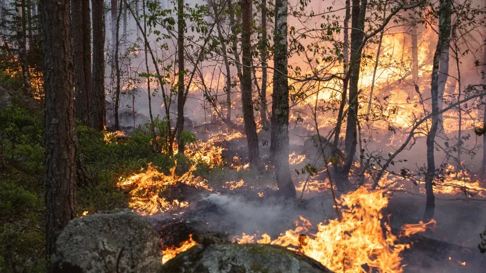 Skogsglänta med eldsflammor från marken.