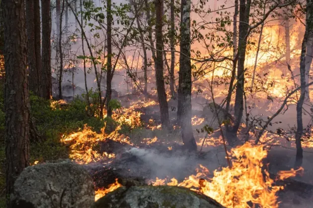 Skogsglänta med eldsflammor från marken.