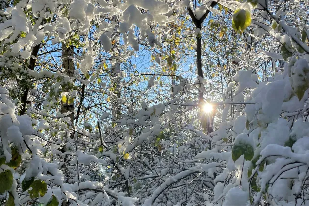 Sol lyser igenom snötäckta trädkronor