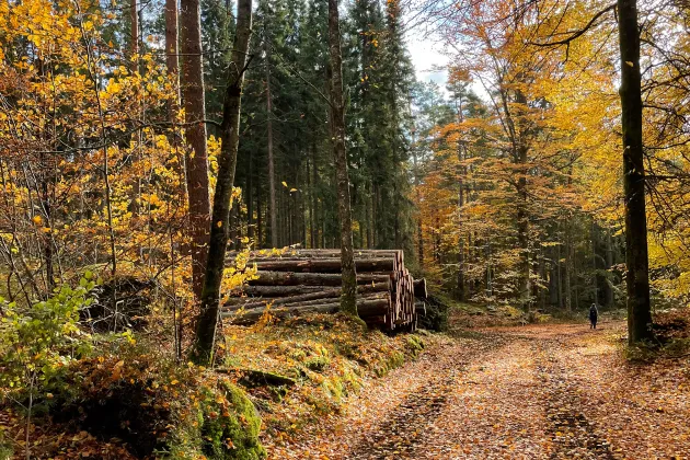 Skog.